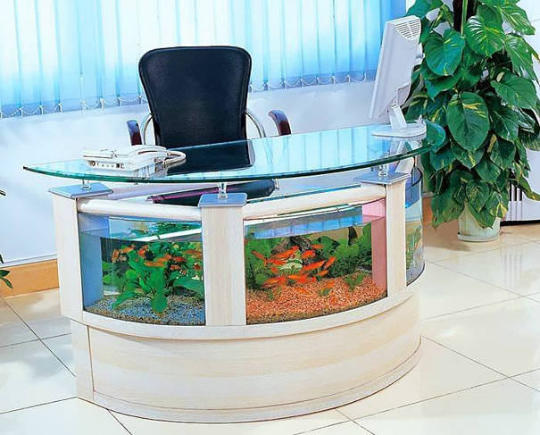 bể cá cảnh 16 be ca canh 16 Bạn thích nuôi cá? Bài viết này dành cho bạn!