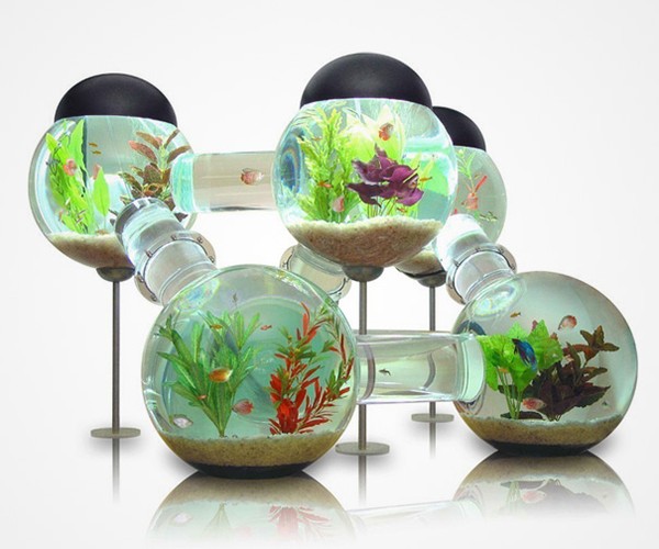 bể cá cảnh 24 be ca canh 24 Bạn thích nuôi cá? Bài viết này dành cho bạn!