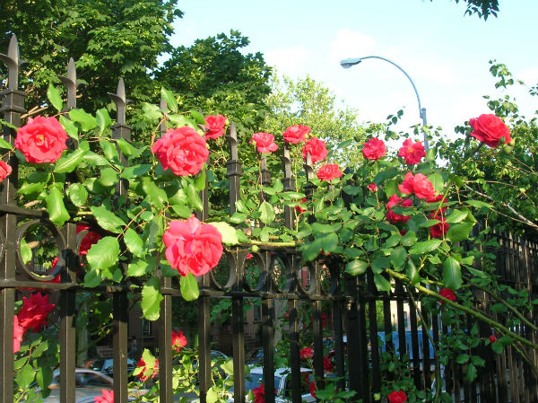 17072012hangraohoa6 d6594 thiết kế hàng rào hoa   điểm nhấn lãng mạn cho ngôi nhà