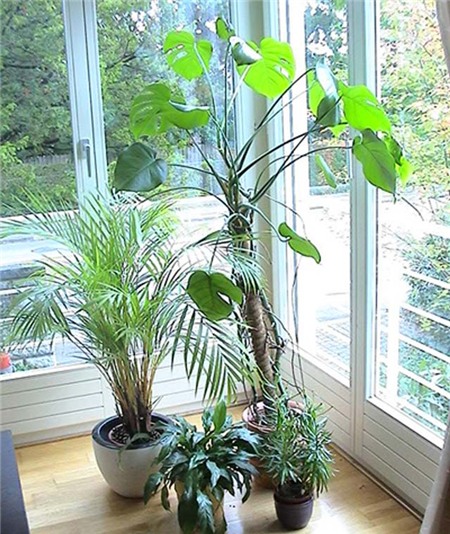 7 meo cuc ki huu hieu de giam nhiet cho ngoi nha ngay nong 3 jpg2 Bật mí 7 mẹo cực kì hữu hiệu để giảm nhiệt cho ngôi nhà ngày nóng
