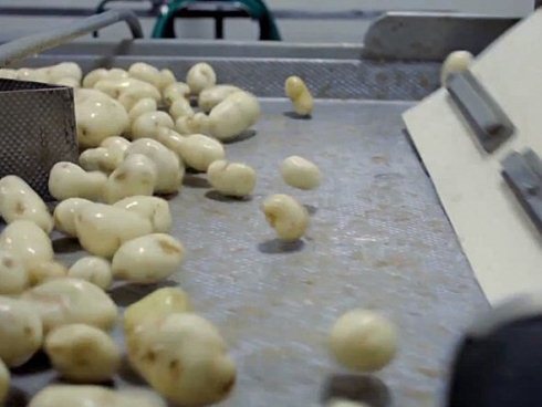 Khám phá quy trình sản xuất khoai tây chiên McDonalds 10 1367045114 500x0 Khám phá quy trình sản xuất khoai tây chiên McDonalds