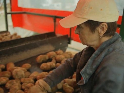 Khám phá quy trình sản xuất khoai tây chiên McDonalds 7 1367045113 500x0 Khám phá quy trình sản xuất khoai tây chiên McDonalds