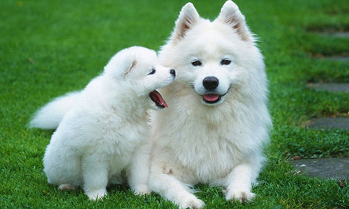 Nhà bỗng dưng xuất hiện con vật này, ắt vận đỏ như son nha bong dung xuat hien con vat nay at van do nhu son Nhà bỗng dưng xuất hiện con vật này thì hãy vui lên vì vận đỏ như son sẽ đến